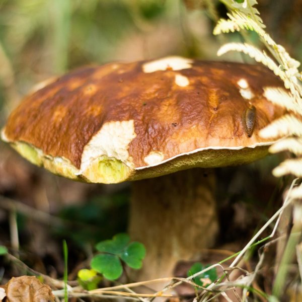 pexels-emilia-czarnota-5705474